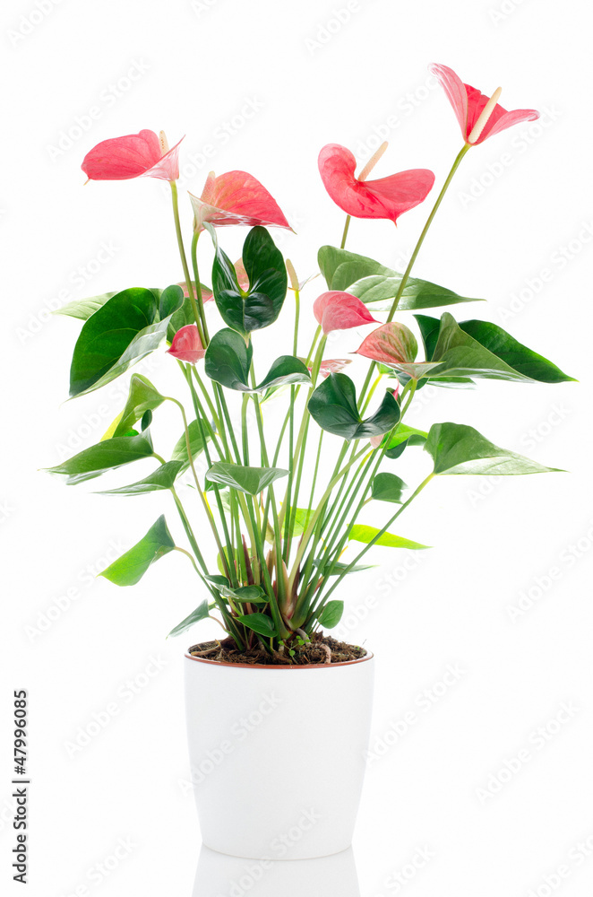 Beautiful Anthedesia anthurium Beautiful Anthedesia anthurium