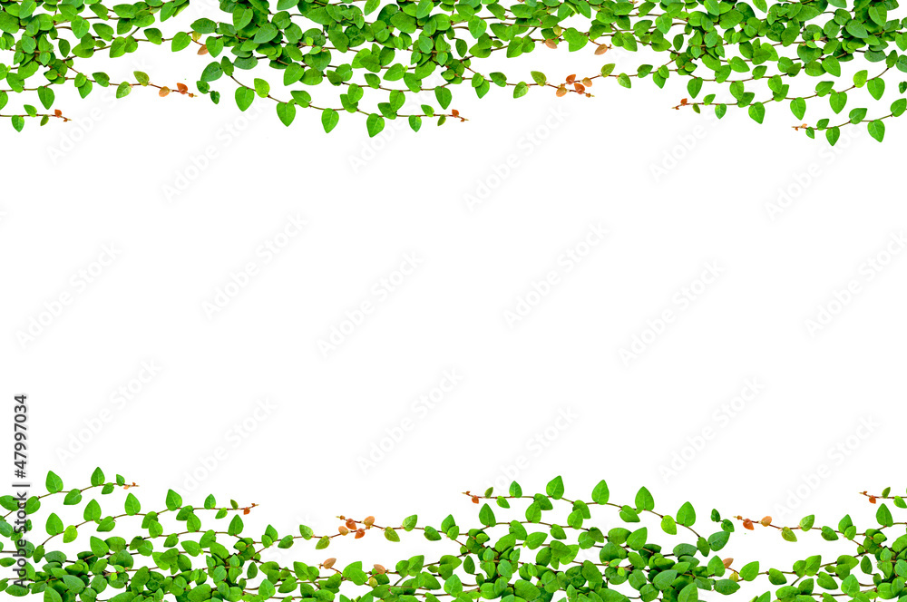 leaves frame isolated on white background leaves frame isolated on white background