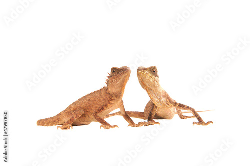 Nackenstachler  Paar  Eidechse Reptil Lizzard