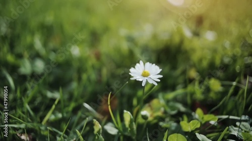 Daisy in the Grass