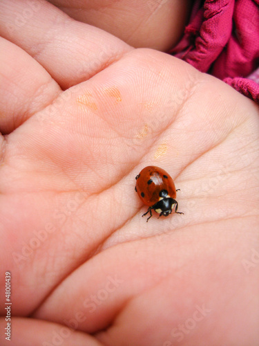 small ladybird on the hand