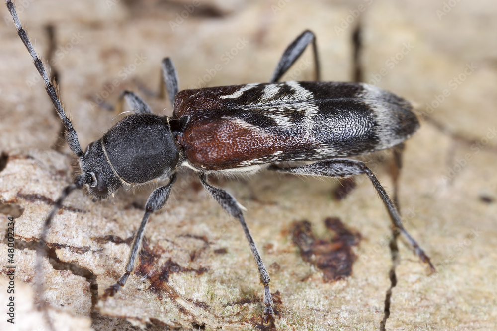 Rufous-shouldered longhorn beetle, Anaglyptus mysticus Rufous-shouldered longhorn beetle, Anaglyptus mysticus