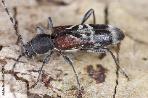 Rufous-shouldered longhorn beetle, Anaglyptus mysticus © Henrik Larsson