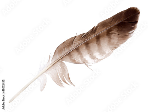variegated eagle feather isolated on white