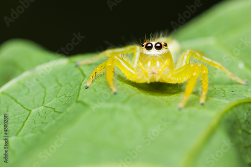 Epocilla Jumping Spider