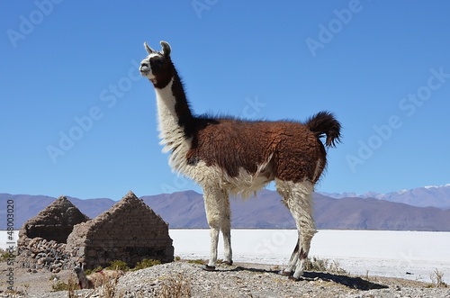 Lamas au Salar de Coïpasa photo