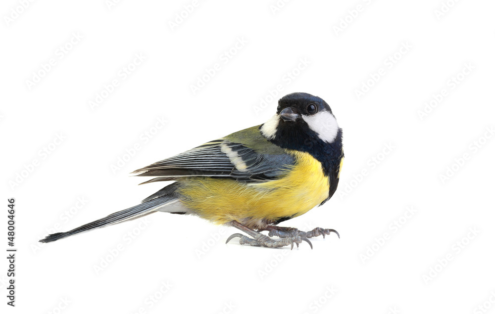 Obraz premium titmouse