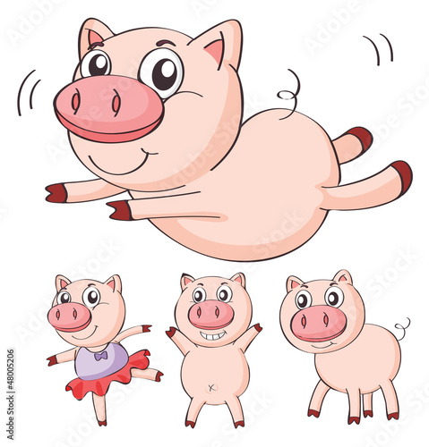 Pigs