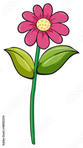 A flower