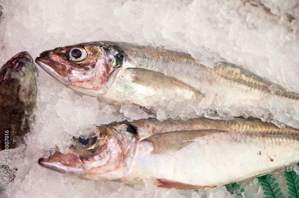 Whiting Whiting