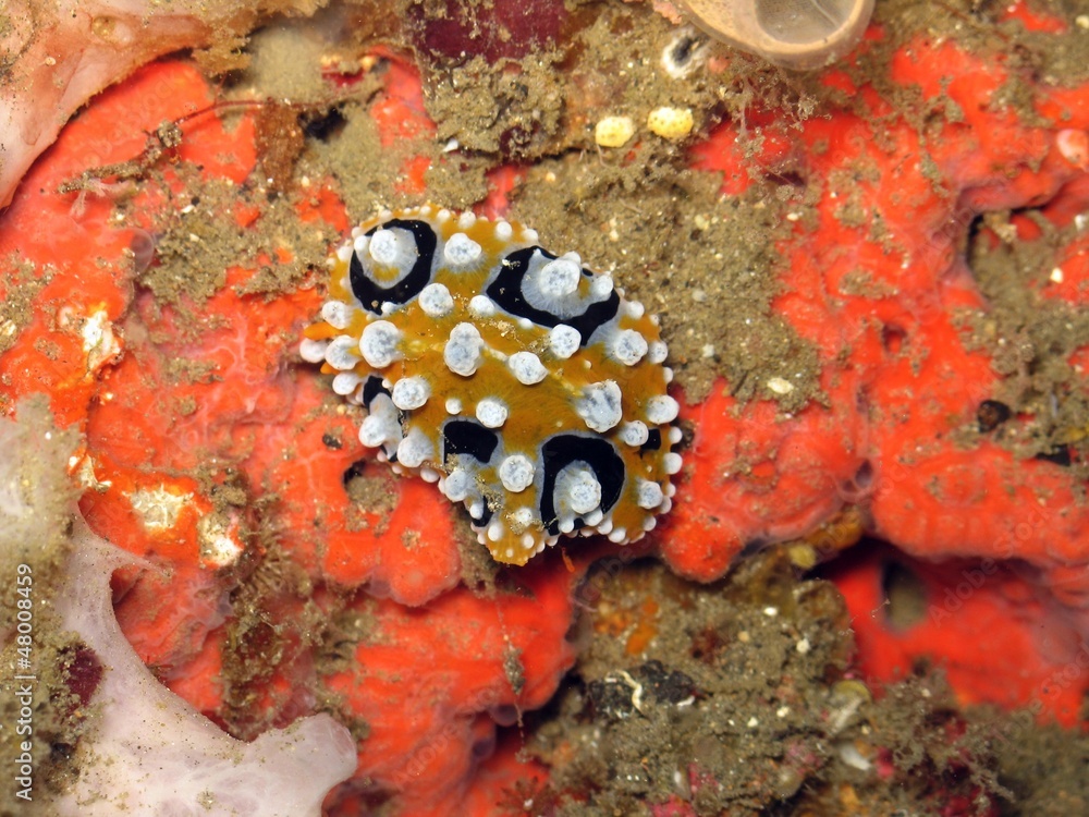 nudibranco nudibranco