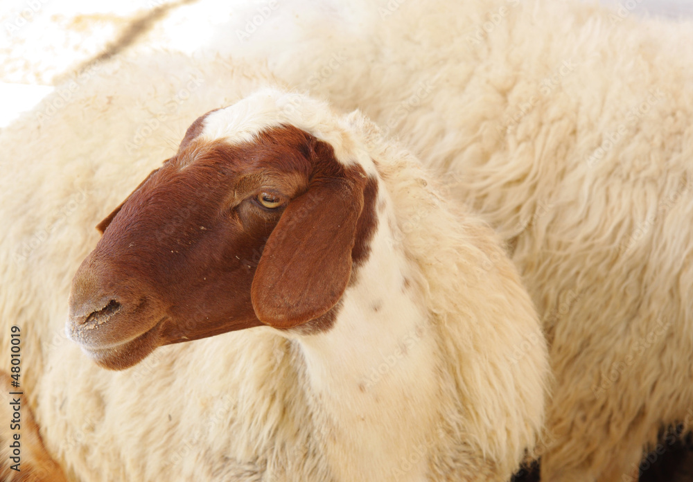 Naklejka premium Beautiful awassi sheeps