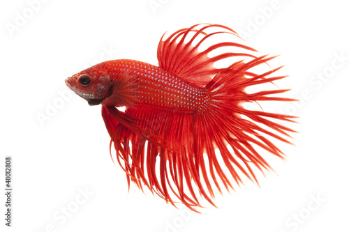 Siamese fighting fish