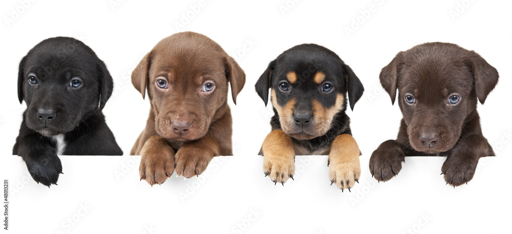 Four puppies above banner - obrazy, fototapety, plakaty 