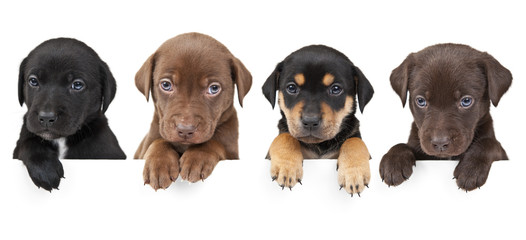 Four puppies above banner