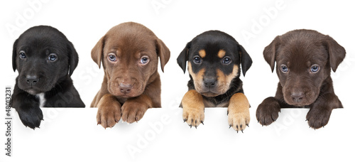 Fotografie, Obraz Four puppies above banner