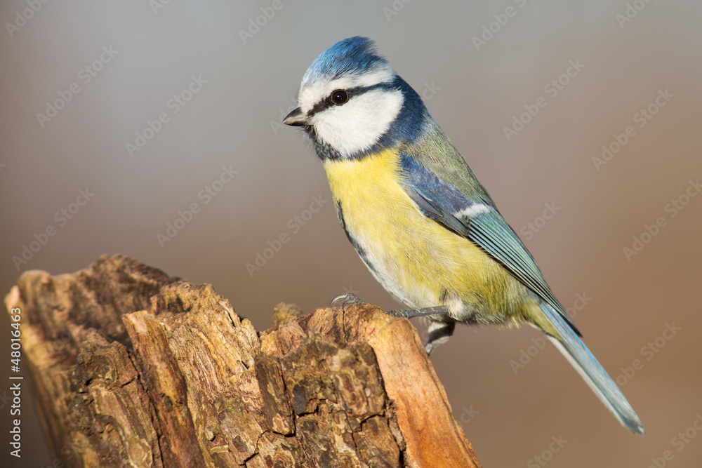 Blaumeise Blaumeise
