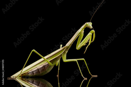 Wallpaper Mural Giant Asian Praying Mantis Torontodigital.ca