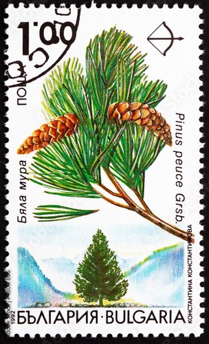 Postage stamp Bulgaria 1992 Macedonian Pine, Pinus Peuce photo