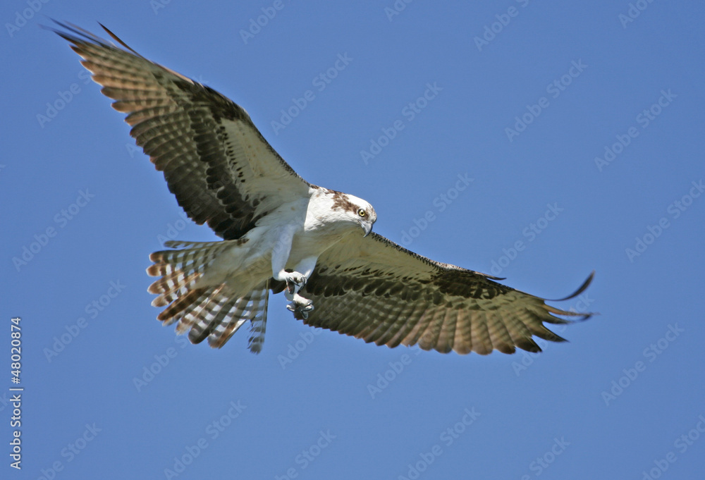 Obraz premium Osprey (Pandion haliaetus)