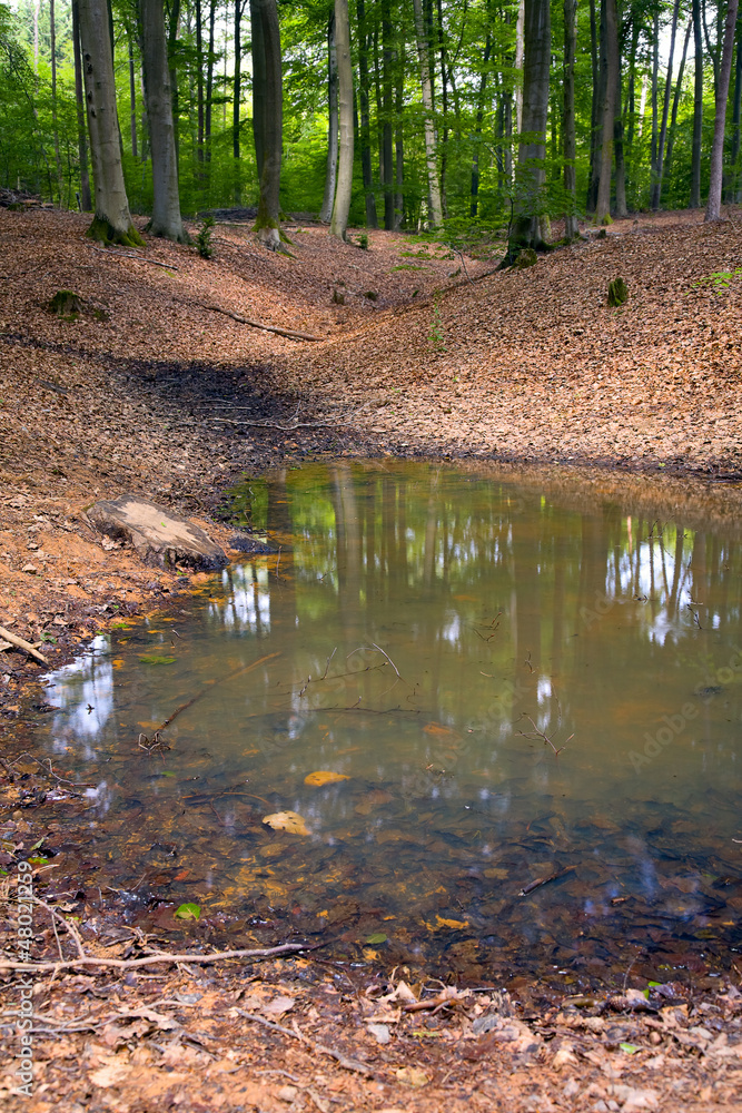 Fototapeta premium Forest pond