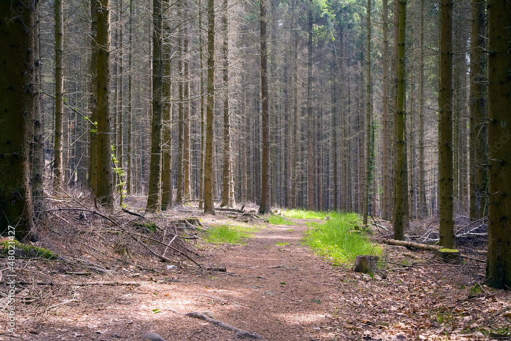 Obraz premium Footpath