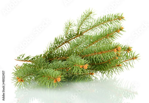 fir tree branch  isolated on white