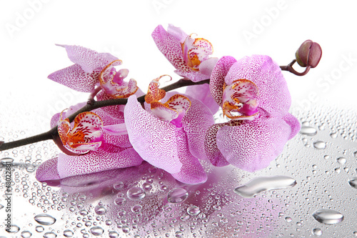 Fototapeta Naklejka Na Ścianę i Meble -  pink beautiful orchids with drops