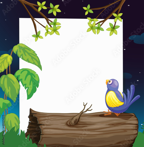 A bird and a white board