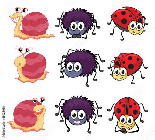 A spider, a ladybug and a snail