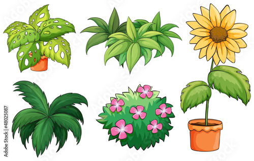 Flowerpots and plants