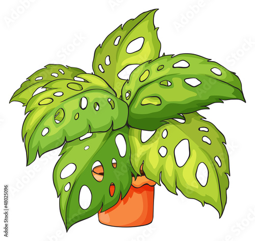 A plant and a pot