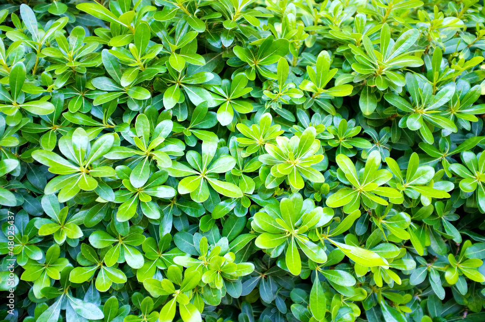 beautiful green bush close-up.