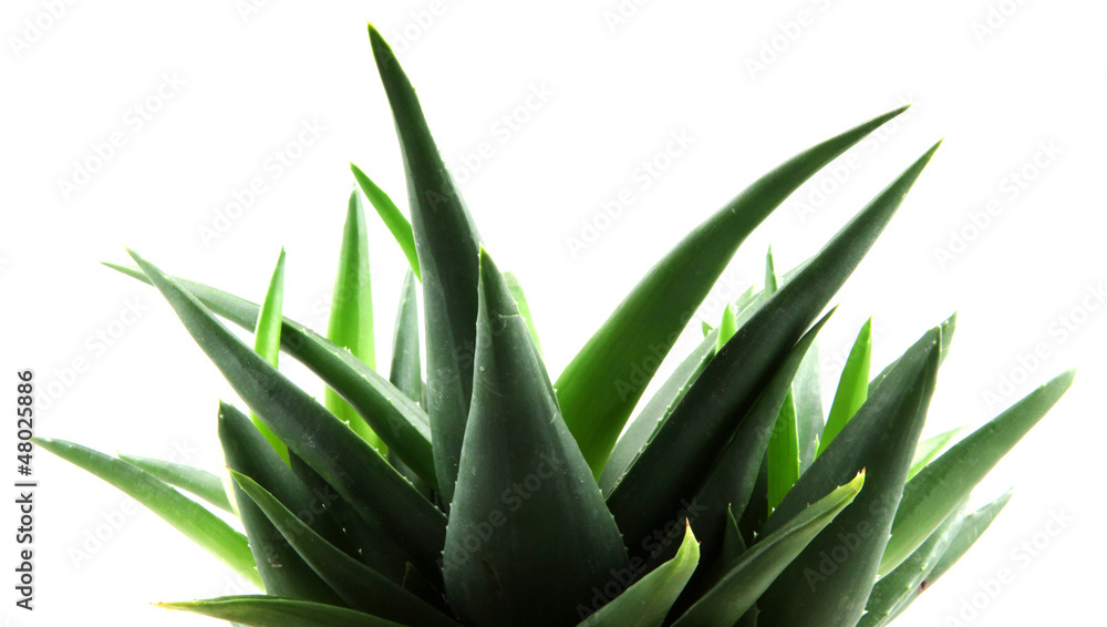 Obraz premium aloe vera leaves