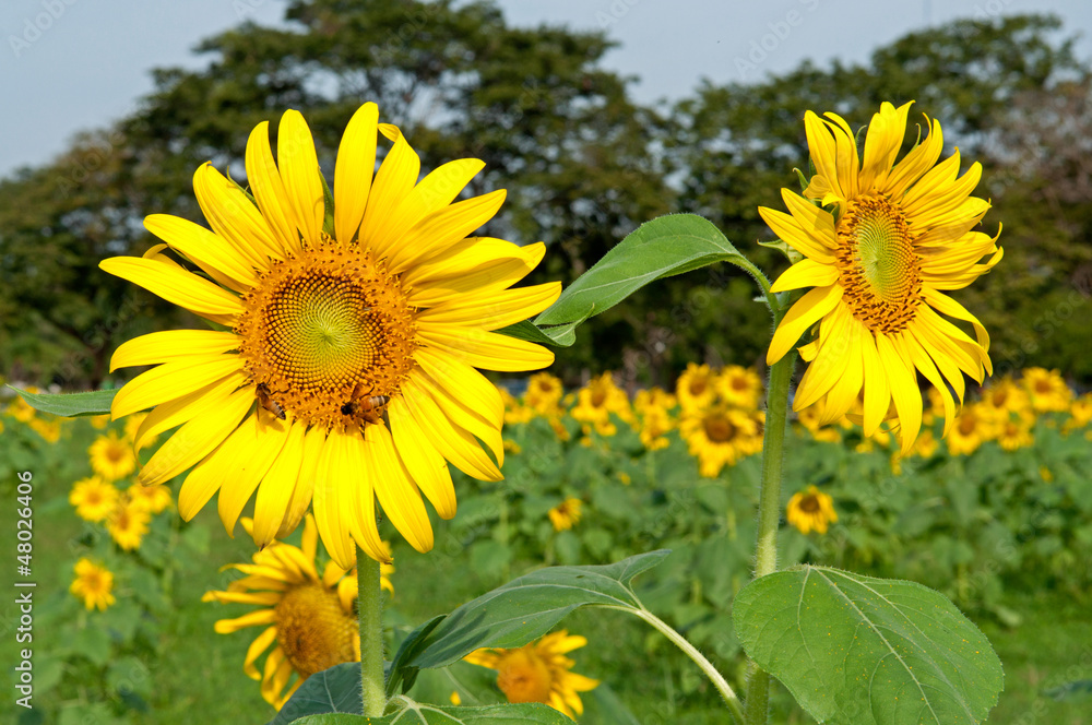 Sun flower blooming
