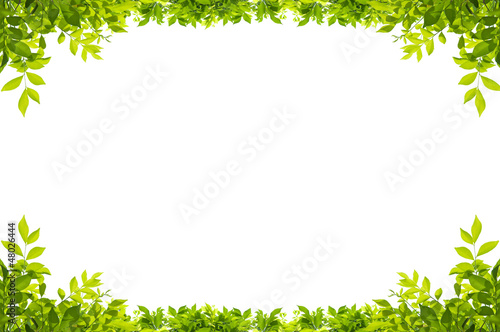 Stampa su tela leaves frame isolated on white background