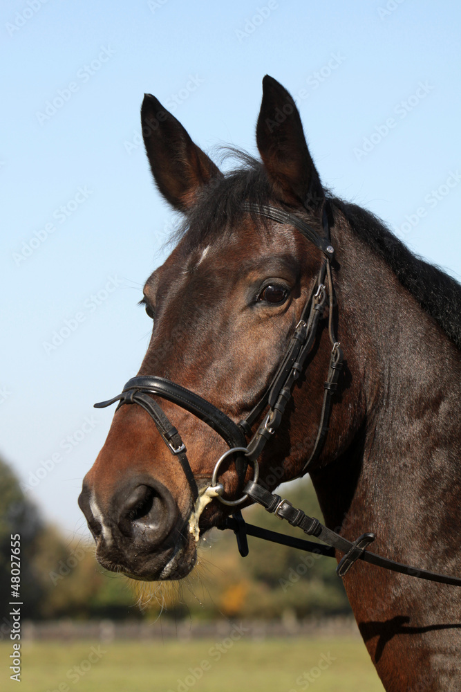 Araberhengst mit Halfter Araberhengst mit Halfter