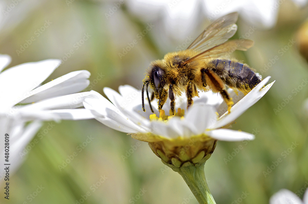 Honey bee feeding on anthemis flower Honey bee feeding on anthemis flower