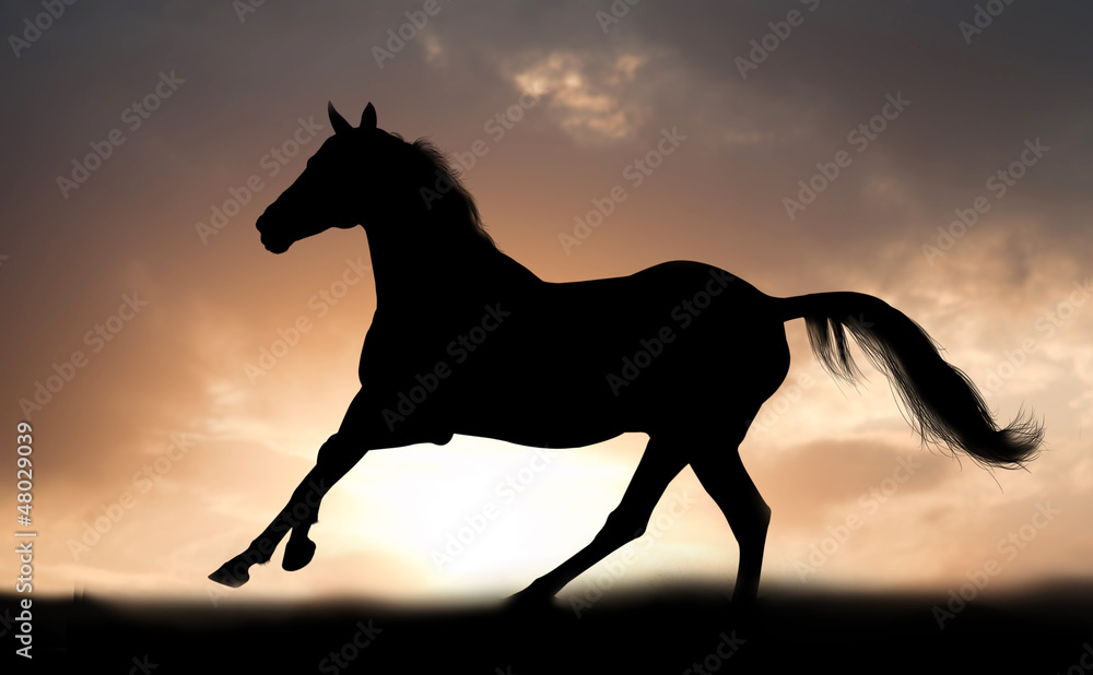 stallion runs stallion runs