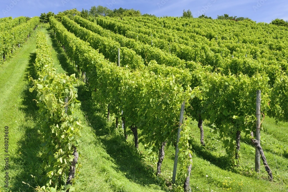 hilly vineyard, Stuttgart