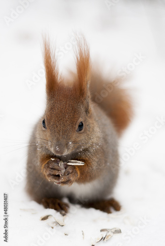 One Red Squirrel Eating in Snow. photo