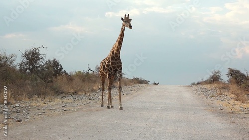 giraffe approaching