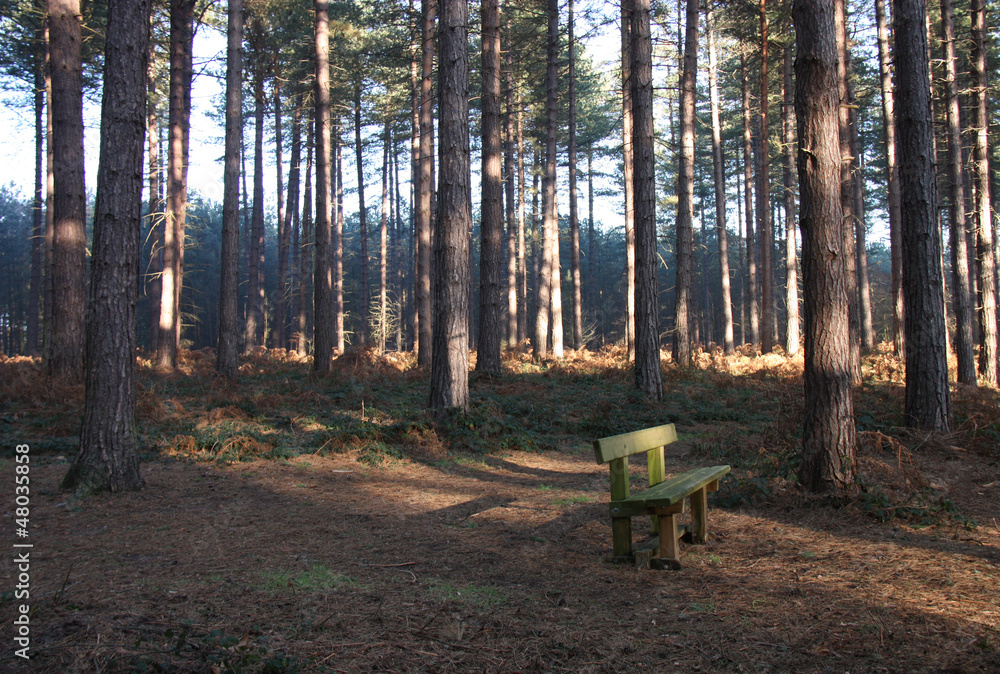 A Single Wooden Bench in a Remote Woodland Setting. A Single Wooden Bench in a Remote Woodland Setting.
