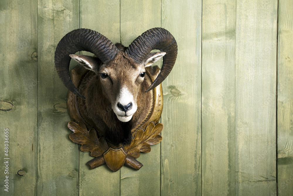 Fototapeta premium Präparierter Mufflon Kopf an Holzwand