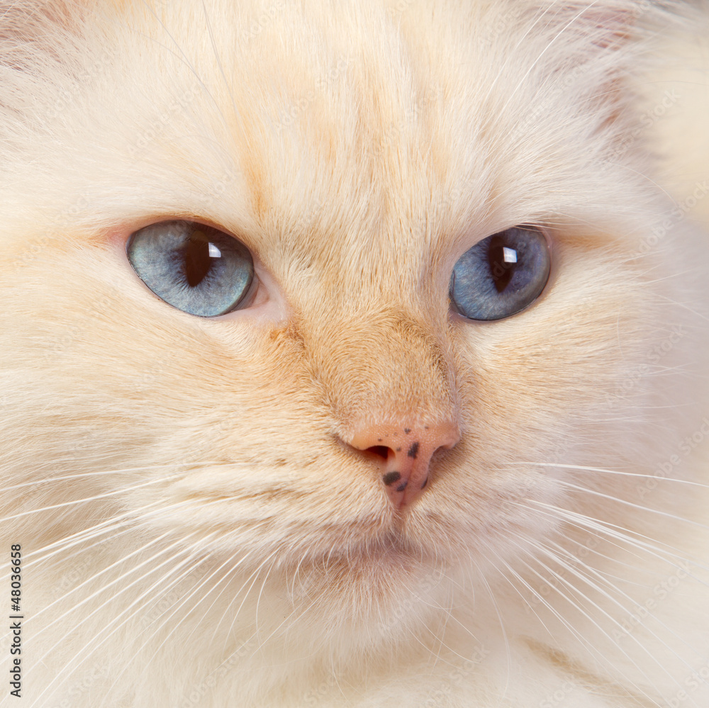 Close-up of a ragdoll