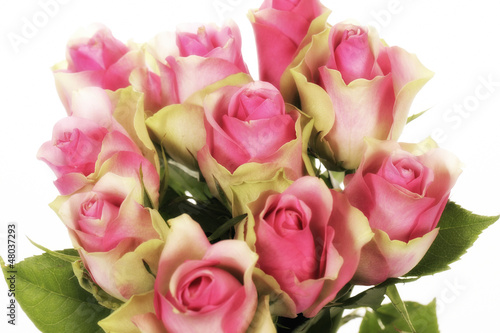 glamour glow roses