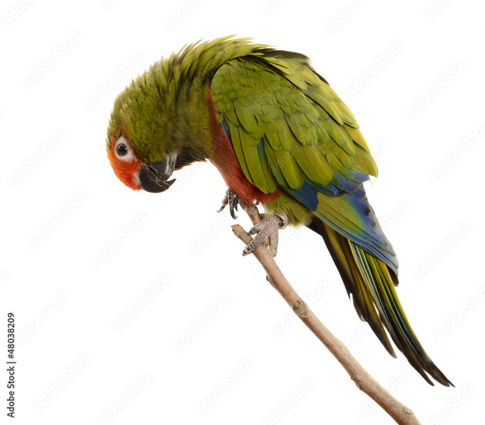 Obraz premium Paradise Gold Capped Conure