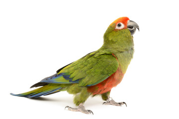 Keuken achterwand Papegaai Goudkapje conure paradijsvogel  © Eastman Arts