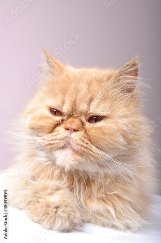 red Persian cat © Cherry-Merry