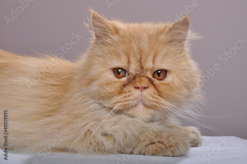 red Persian cat
